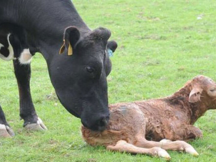 Cow and calf in a field.