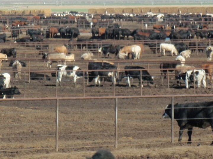 Cattle in a feedlot.
