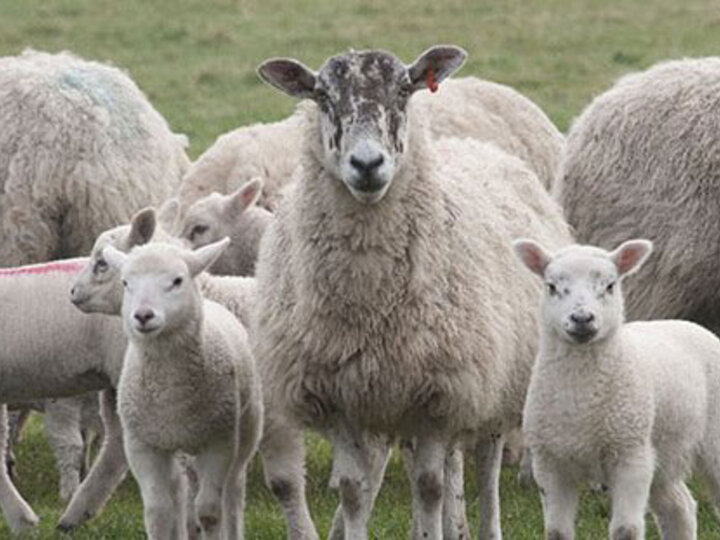 Sheep and lambs in a field.