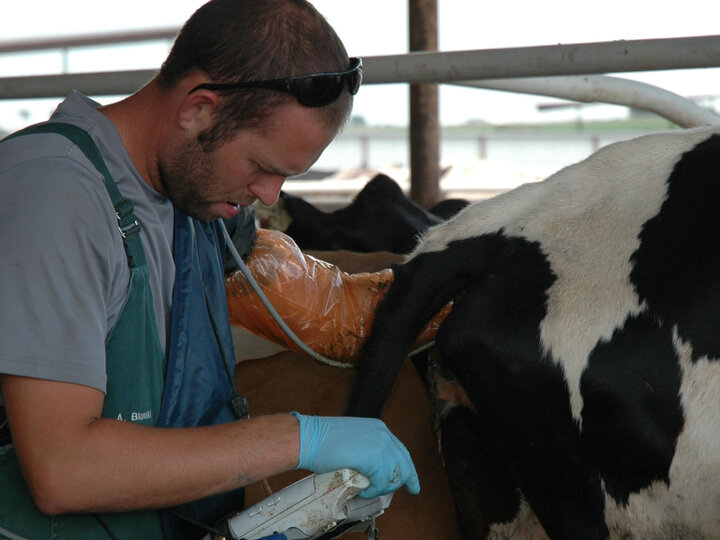 Student performing an ultrasound on a cow.