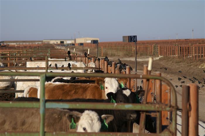 Cattle standing in a feedlot.