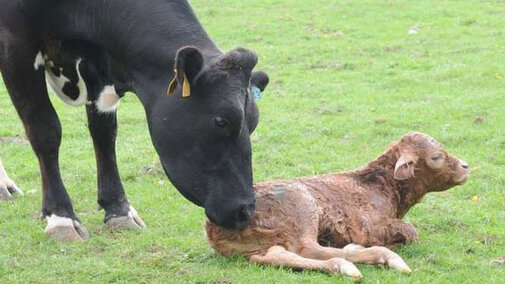 Cow and calf in a field.