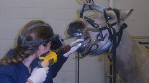 Student examining a horse's teeth.