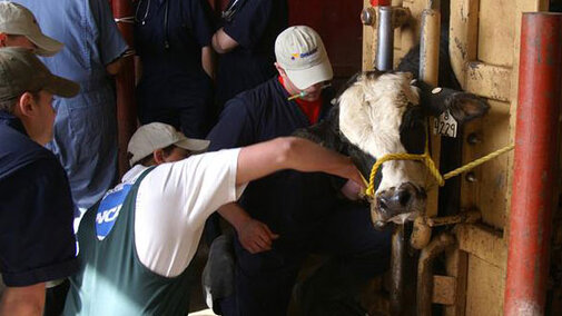 Students working with a cow.