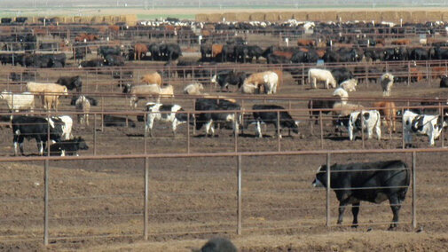 Cattle in a feedlot.
