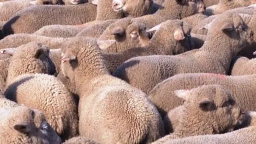 Flock of sheep.