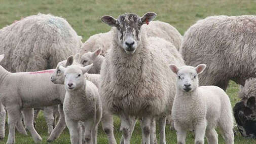 Sheep and lambs in a field.