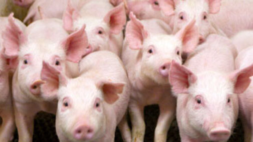 Group of piglets.