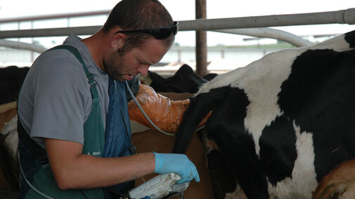 Student performing an ultrasound on a cow.